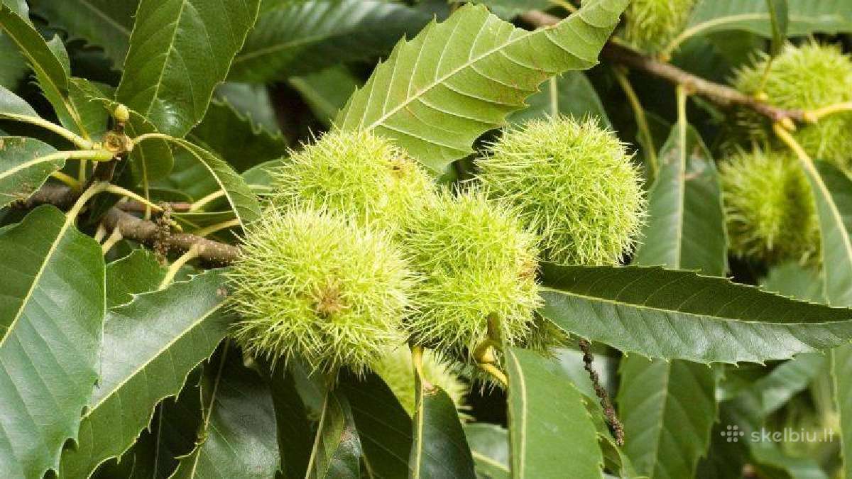 Gudobelės ir kiti nelepūs gyvatvoriniai augalai - nuotraukos Nr. 25