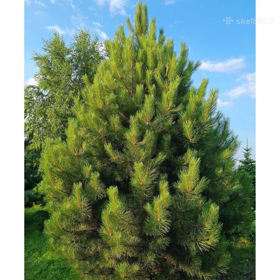 Gudobelės ir kiti nelepūs gyvatvoriniai augalai - nuotraukos Nr. 28