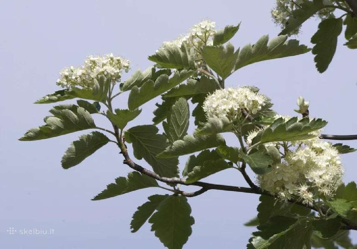 Gudobelės ir kiti nelepūs gyvatvoriniai augalai - nuotraukos Nr. 32