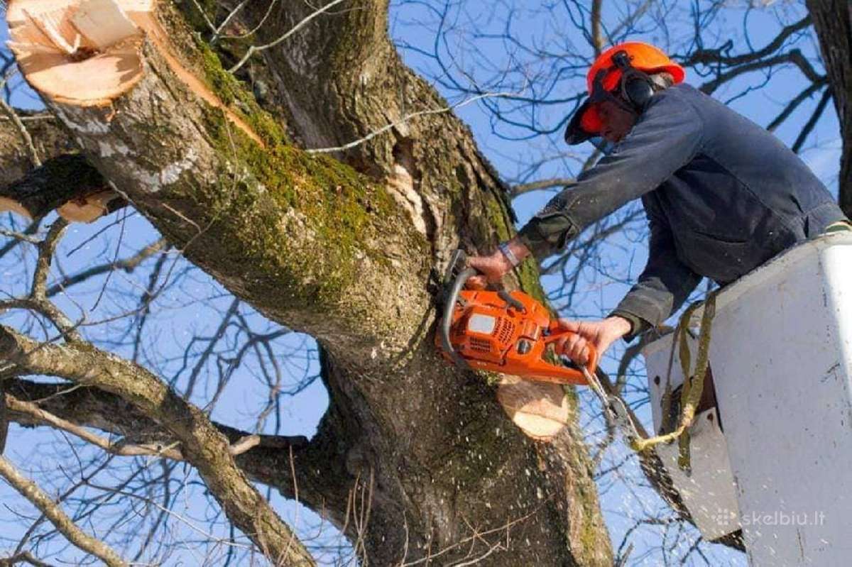 Kelmų Frezavimas Medžių pjovimas Šakų smulkinimas - nuotraukos Nr. 16
