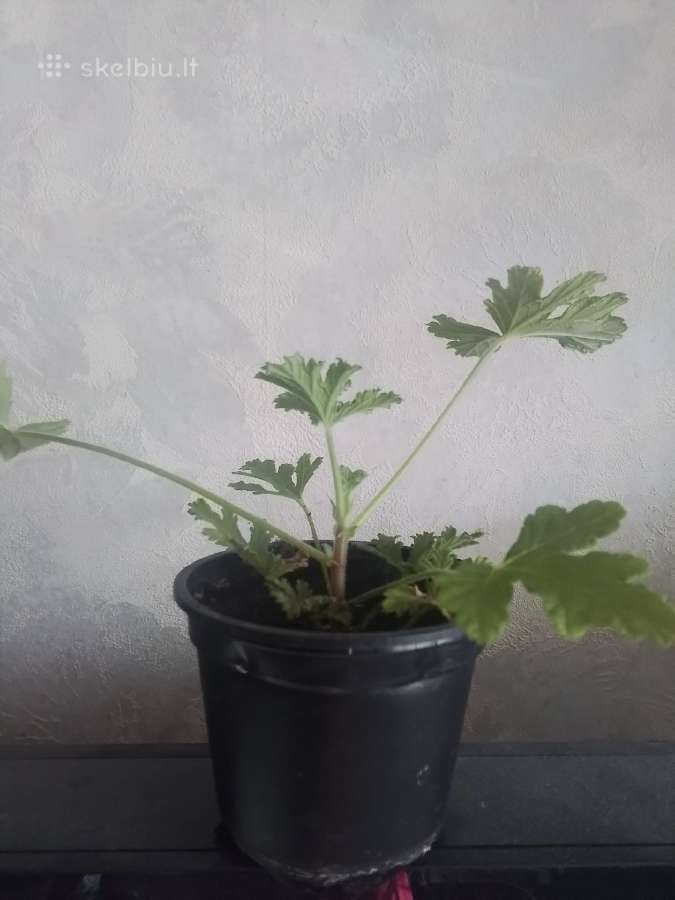 Kvapioji pelargonija ( Jeronimas) - nuotraukos Nr. 2