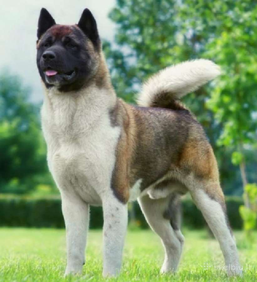 Amerikiečių akita. Kergimui. - nuotraukos Nr. 2