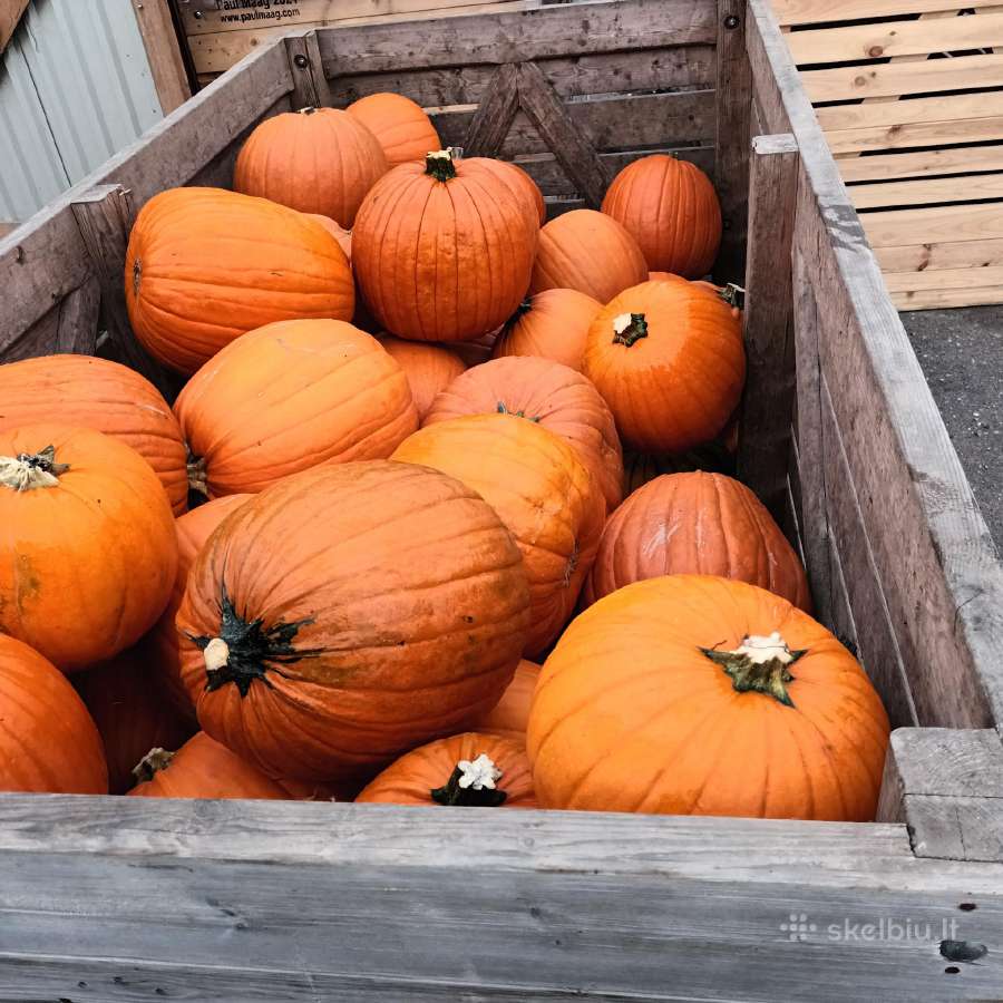 Moliūgai Helloween sėklos, daigeliai