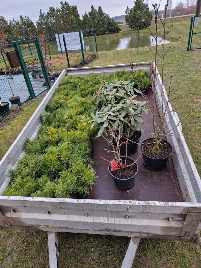 Tujos ir kiti dekoratyviniai augalai - nuotraukos Nr. 8