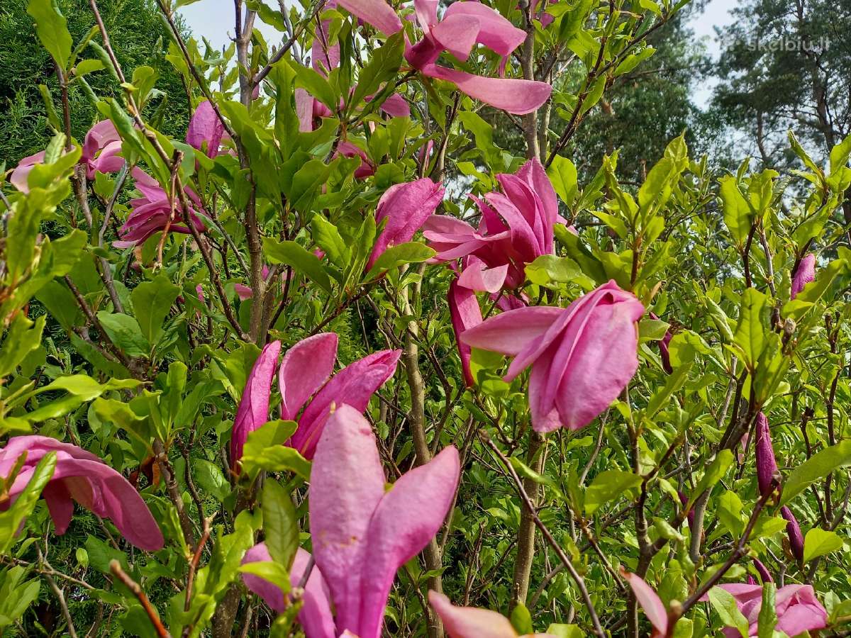 Rytinė imperata "Red Baron" - nuotraukos Nr. 14