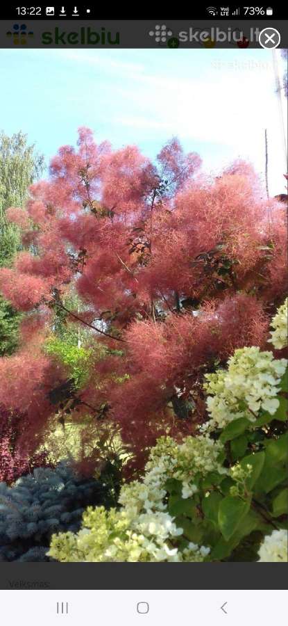 Rytinė imperata "Red Baron" - nuotraukos Nr. 18