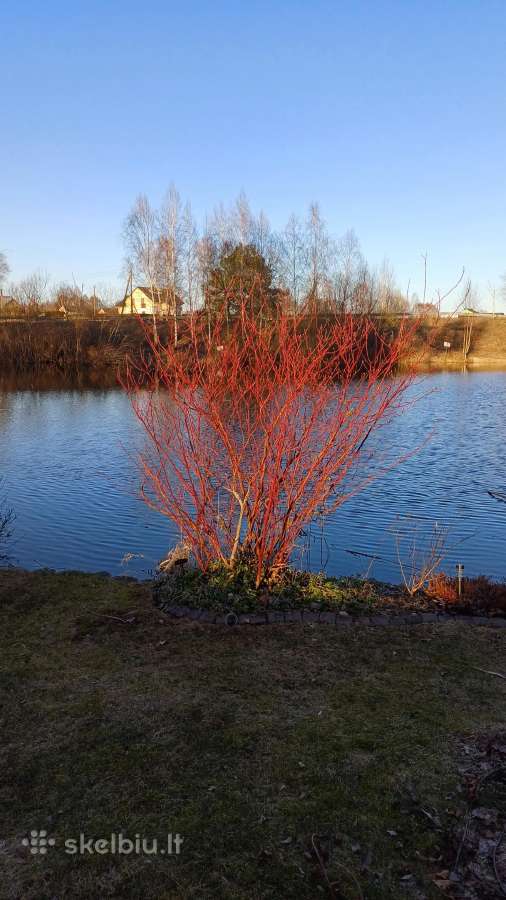 Rytinė imperata "Red Baron" - nuotraukos Nr. 21