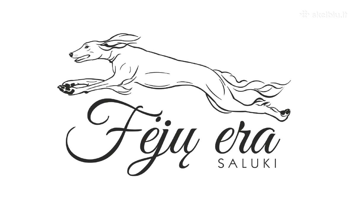 Saliuki ( Persų kurtas ) veislynas