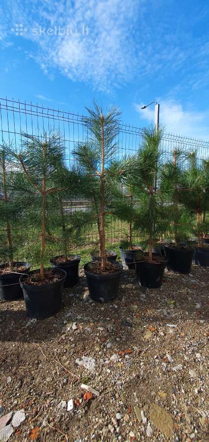 Juodosios Nigra ir kalnų pušys bonsai vazonuose