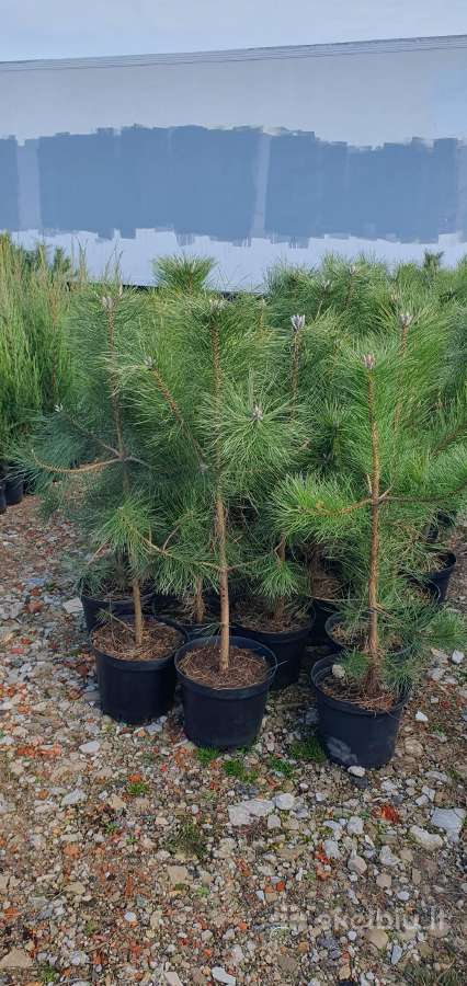 Juodosios Nigra ir kalnų pušys bonsai vazonuose - nuotraukos Nr. 17