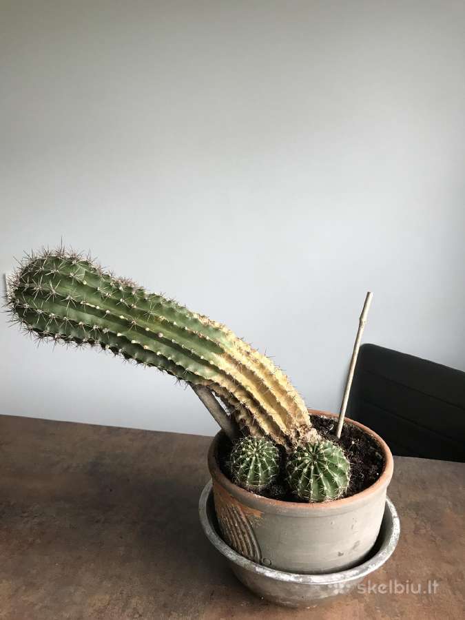 Kaktusas