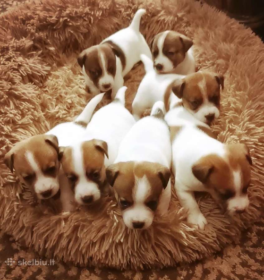 Džeko Raselo terjerai - Jack Russell terrier - nuotraukos Nr. 4