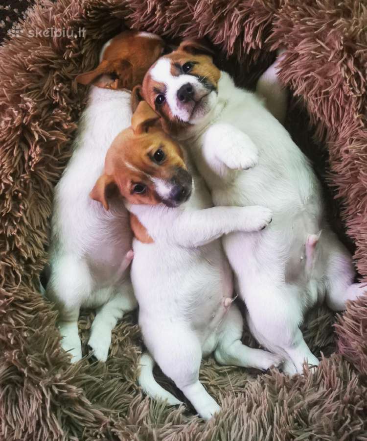 Džeko Raselo terjerai - Jack Russell terrier - nuotraukos Nr. 3