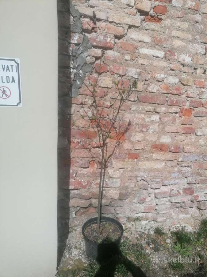 Į kamieną skiepyta alyva vazone 20l.
