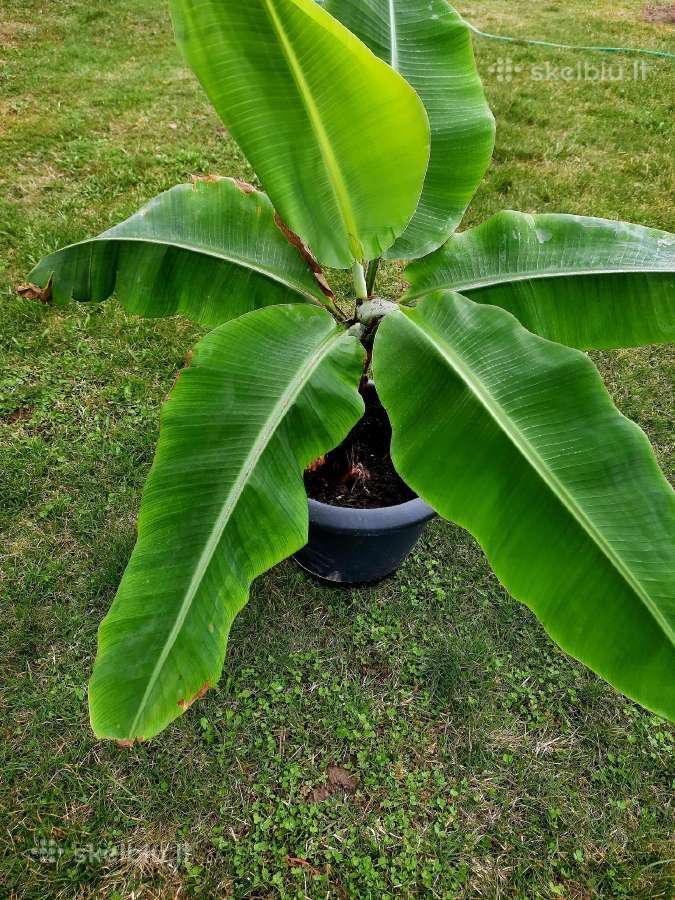 Bananas, vedantis valgomus vaisius