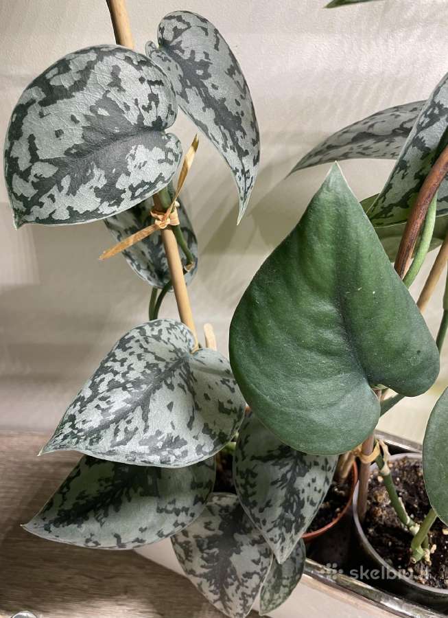 Epipremnum Silver Lady karpiniai