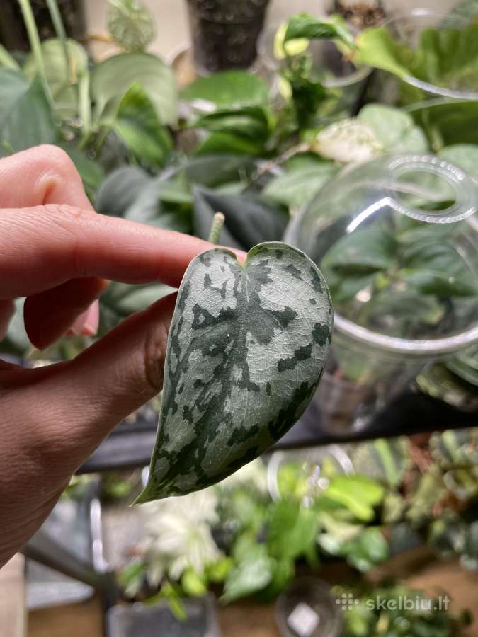 Epipremnum Silver Lady karpiniai - nuotraukos Nr. 3
