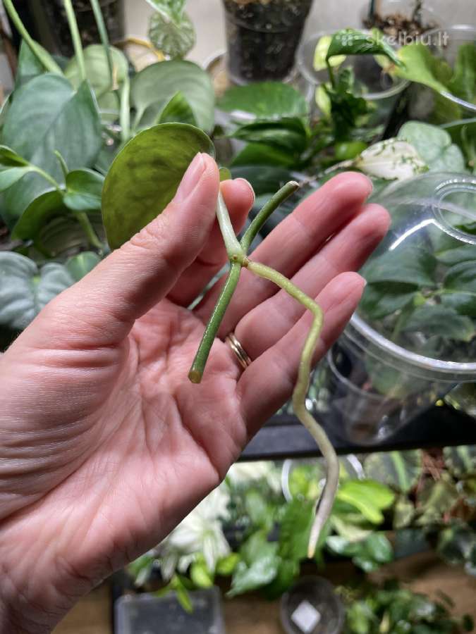 Epipremnum Silver Lady karpiniai - nuotraukos Nr. 4