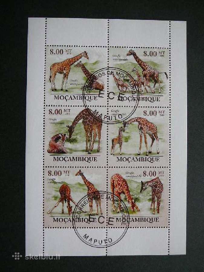 Zirafos Mozambikas 2010 antsp. mb482a