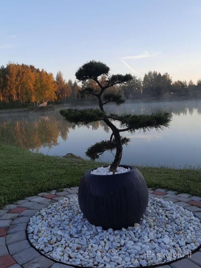 Bonsai medeliai, formuotos pušys, spygliuočiai,