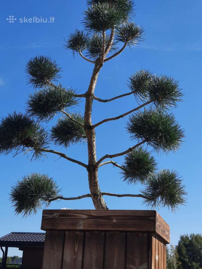 Bonsai medeliai, formuotos pušys, spygliuočiai, - nuotraukos Nr. 2