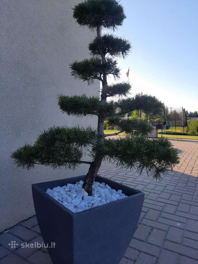 Bonsai medeliai, formuotos pušys, spygliuočiai, - nuotraukos Nr. 3