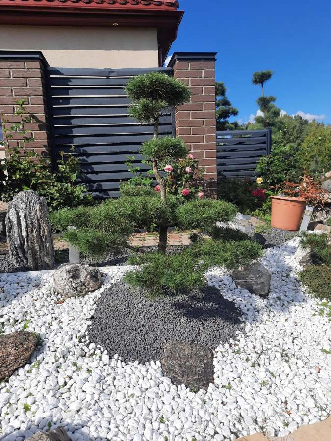 Bonsai medeliai, formuotos pušys, spygliuočiai, - nuotraukos Nr. 4