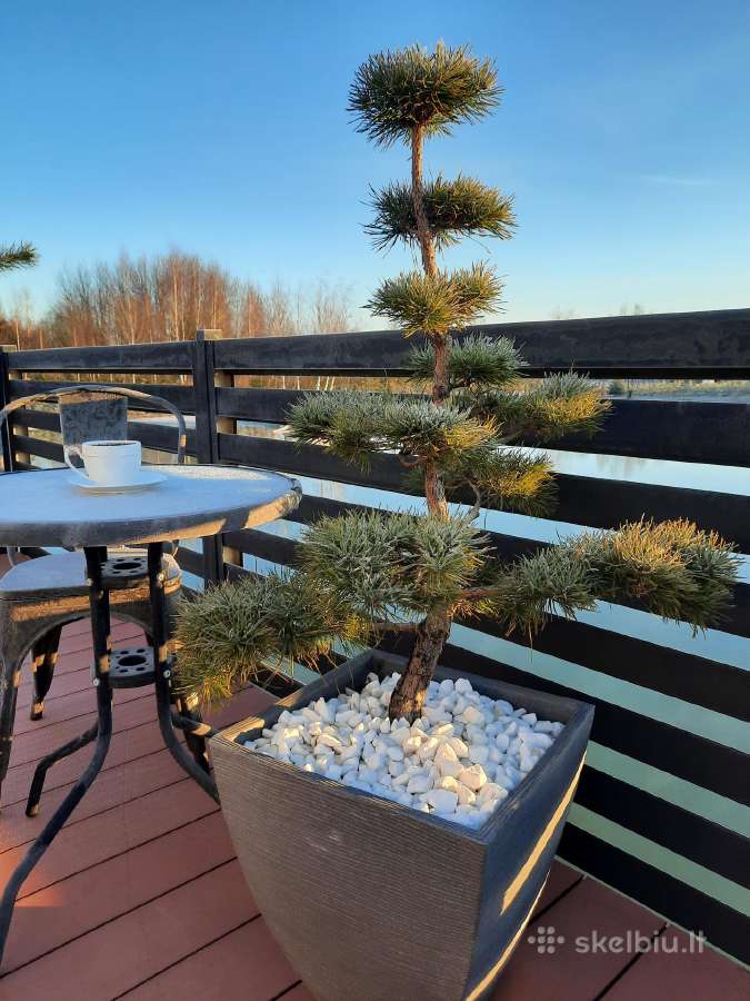 Bonsai medeliai, formuotos pušys, spygliuočiai, - nuotraukos Nr. 5