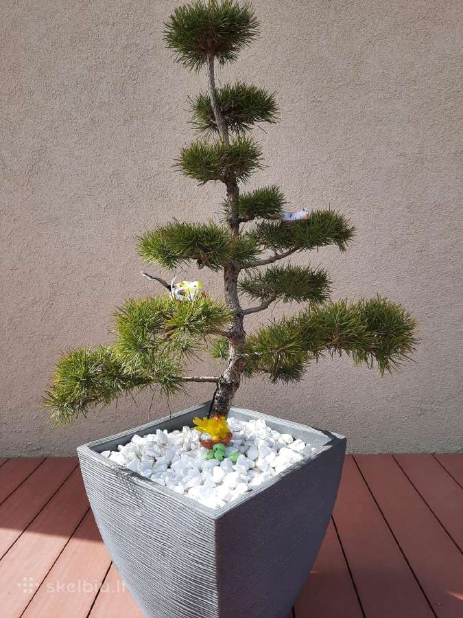Bonsai medeliai, formuotos pušys, spygliuočiai, - nuotraukos Nr. 6