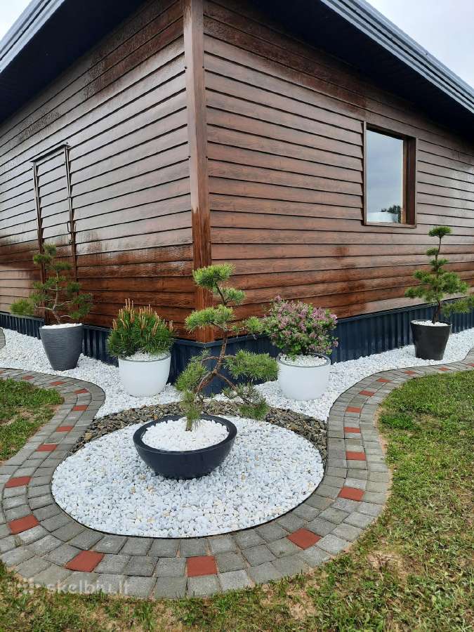 Bonsai medeliai, formuotos pušys, spygliuočiai, - nuotraukos Nr. 8