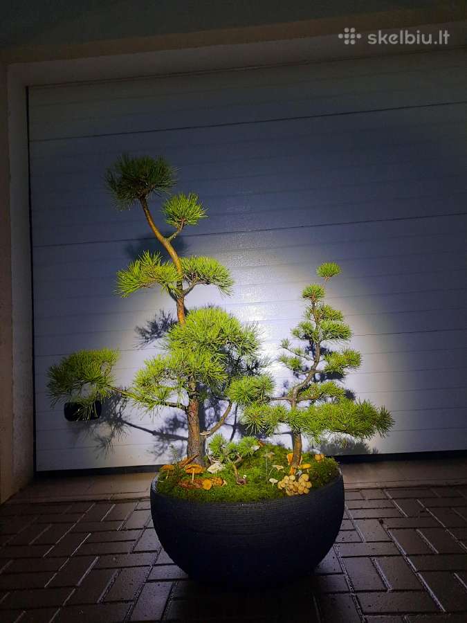 Bonsai medeliai, formuotos pušys, spygliuočiai, - nuotraukos Nr. 9