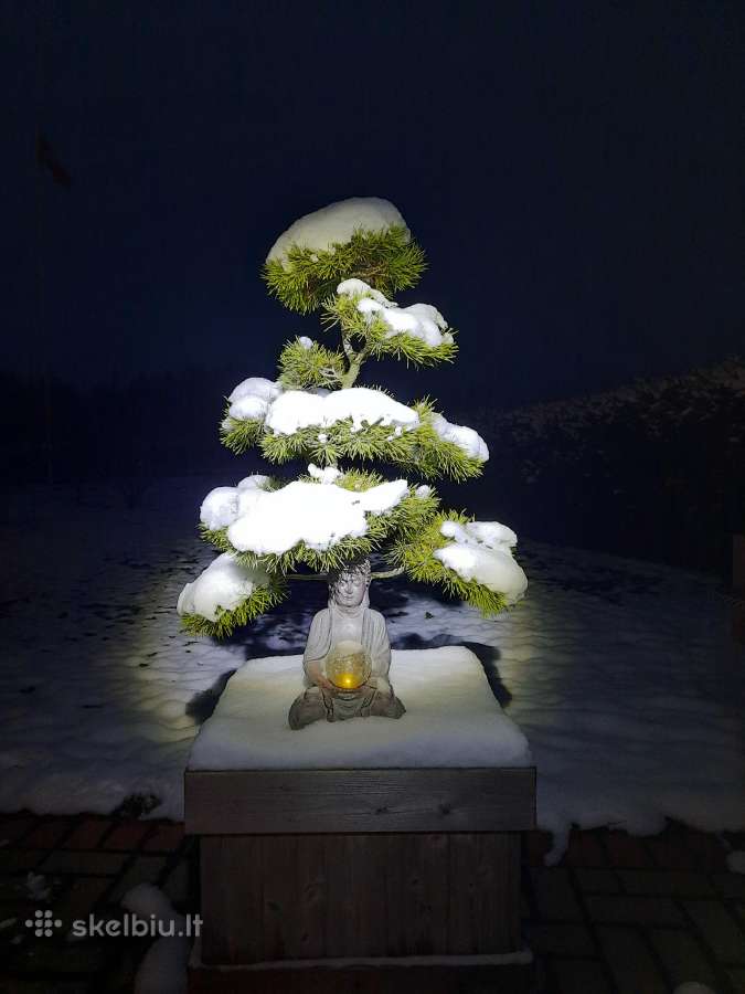 Bonsai medeliai, formuotos pušys, spygliuočiai, - nuotraukos Nr. 10