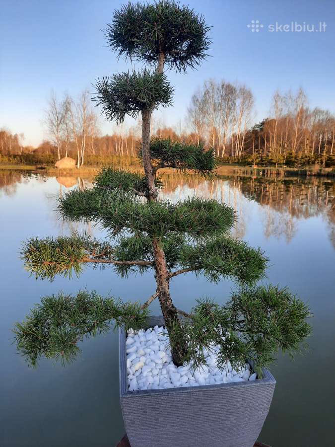 Bonsai medeliai, formuotos pušys, spygliuočiai, - nuotraukos Nr. 11