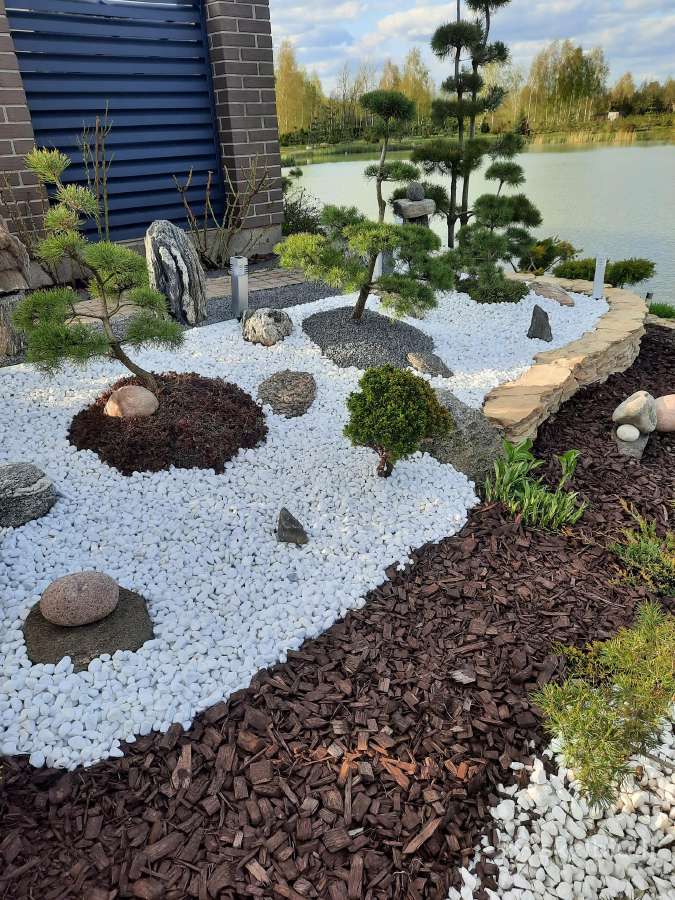 Bonsai medeliai, formuotos pušys, spygliuočiai, - nuotraukos Nr. 12