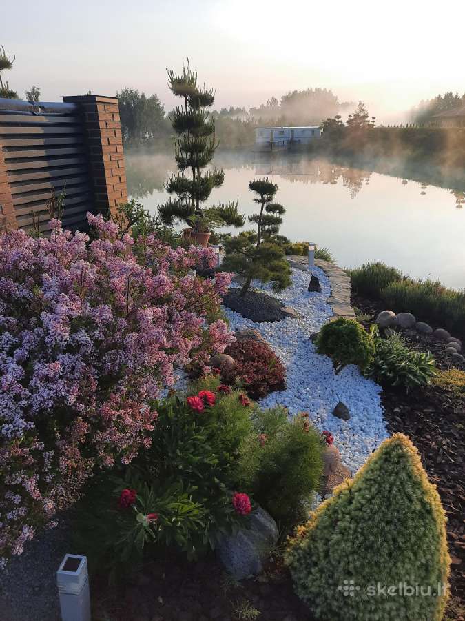 Bonsai medeliai, formuotos pušys, spygliuočiai, - nuotraukos Nr. 13
