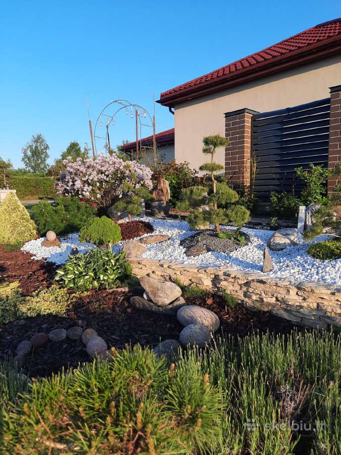 Bonsai medeliai, formuotos pušys, spygliuočiai, - nuotraukos Nr. 14