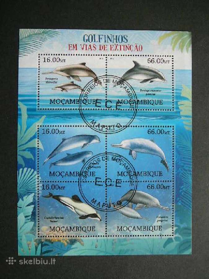 Delfinai Mozambikas 2012 antsp. mb489