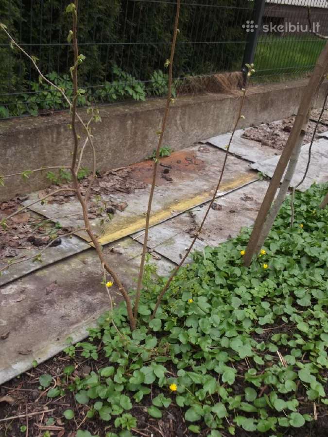 Gamtinis lazdynas - nuotraukos Nr. 2