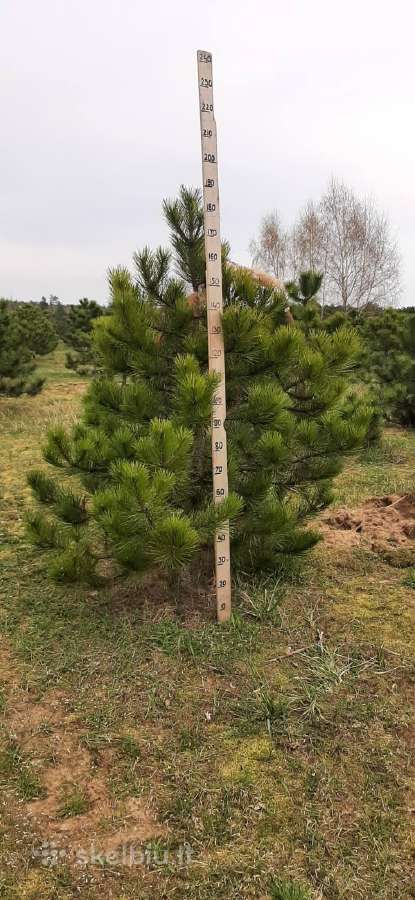 Parduodamos Juodosios pušys ir Paprastos pušys - nuotraukos Nr. 23