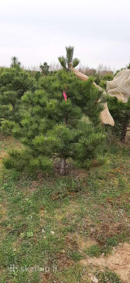 Parduodamos Juodosios pušys ir Paprastos pušys - nuotraukos Nr. 25