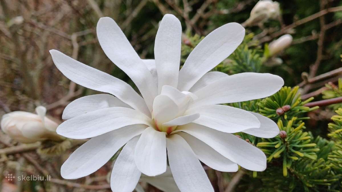 Magnolijos - nuotraukos Nr. 7