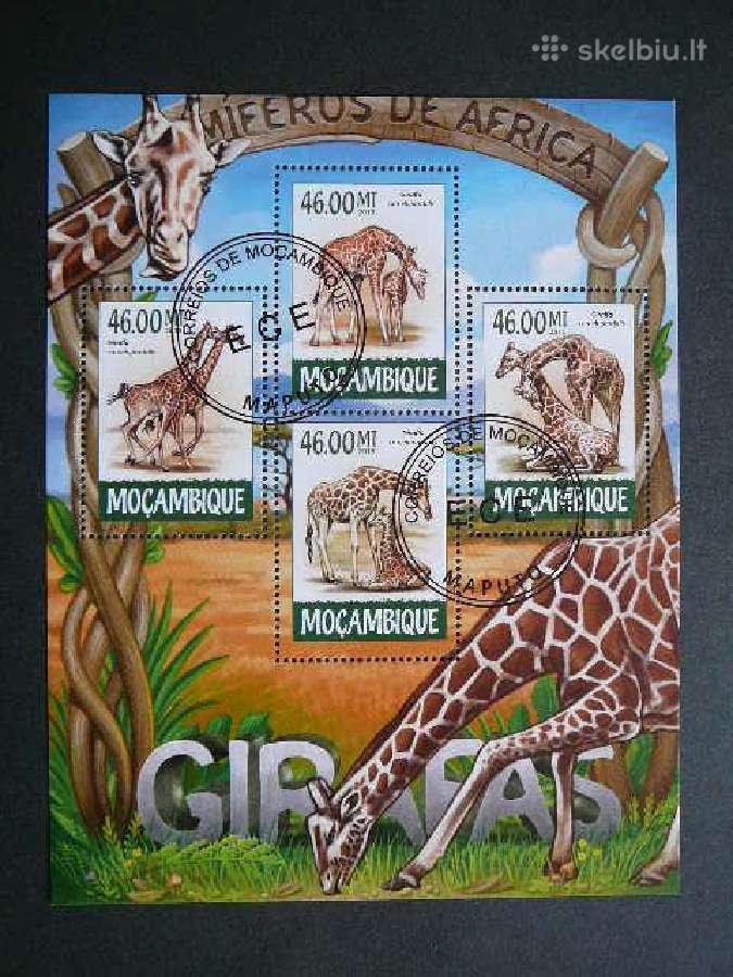 Zirafos Mozambikas 2015 antsp. mb493