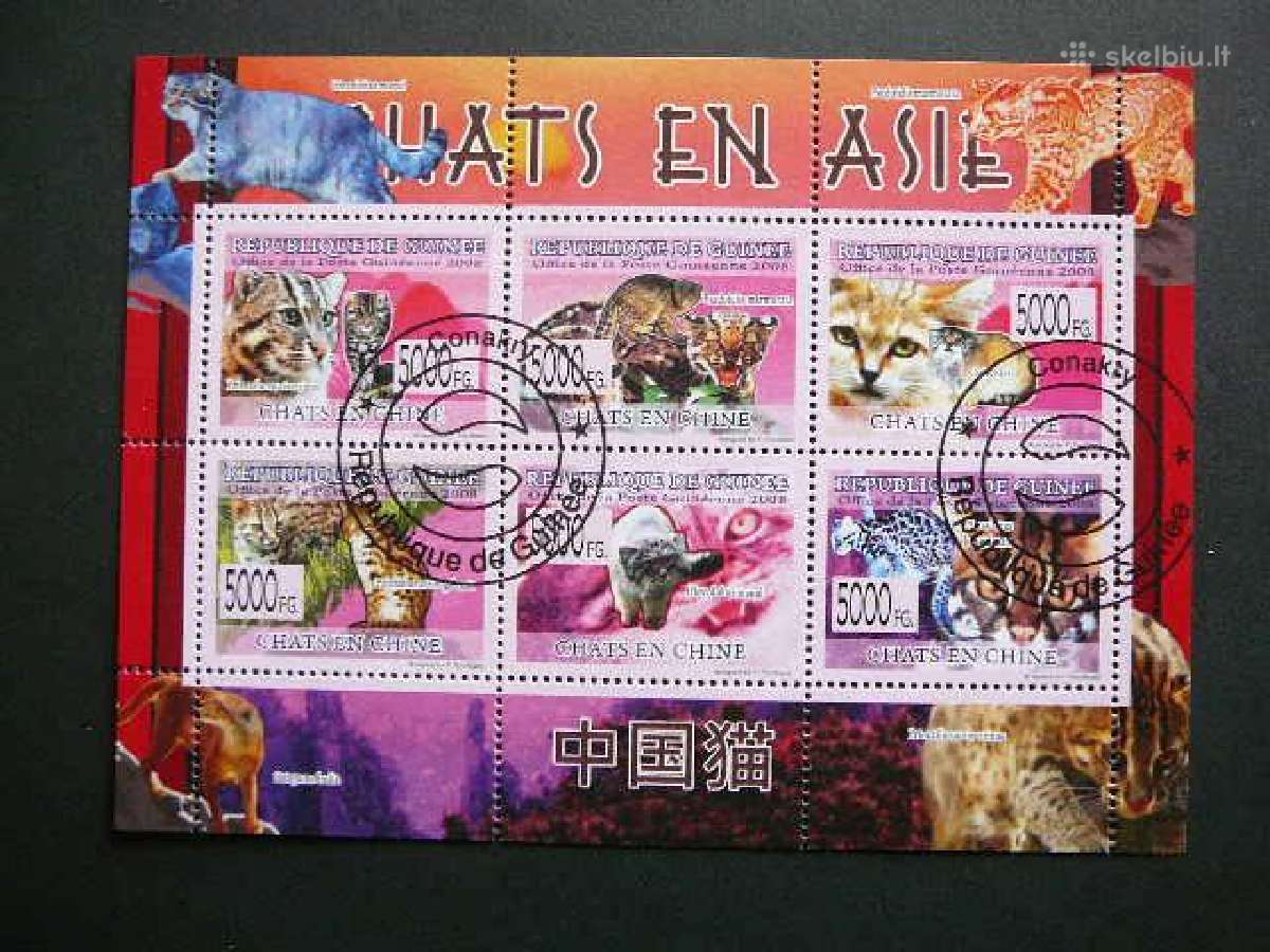 Kates Gvineja 2008 antsp. gvn34