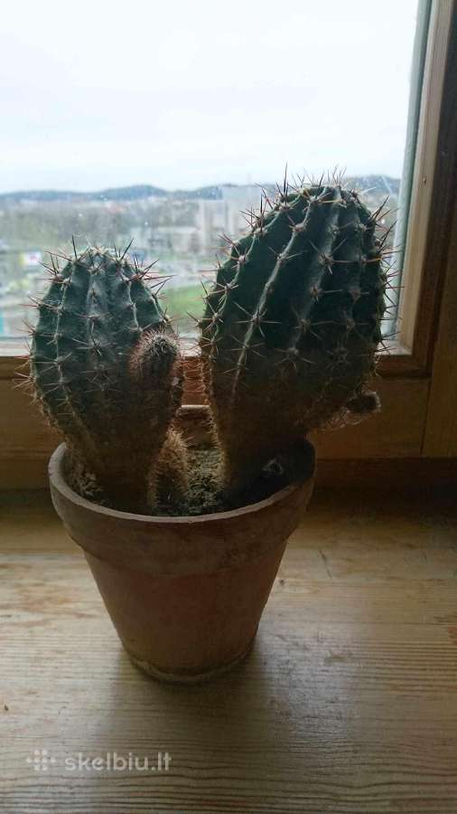 Kaktusas