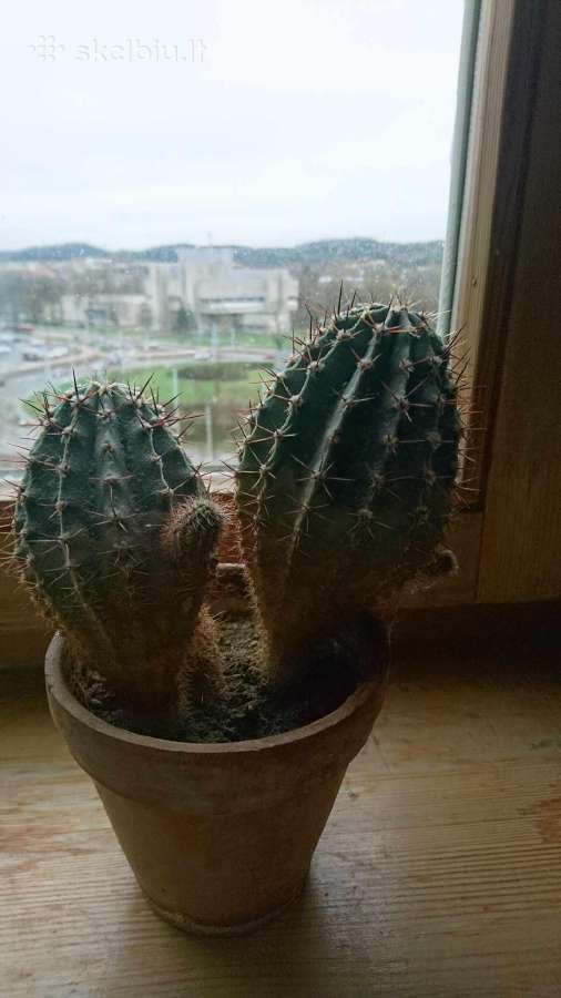 Kaktusas - nuotraukos Nr. 3