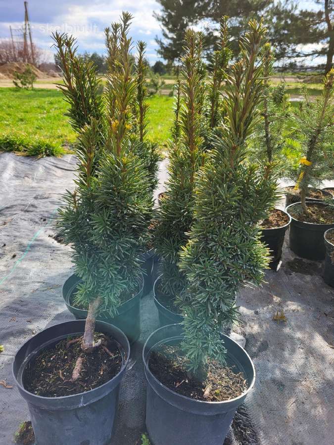 Tujos Smaragd, Brabant ir kt. spygliuočiai - nuotraukos Nr. 36