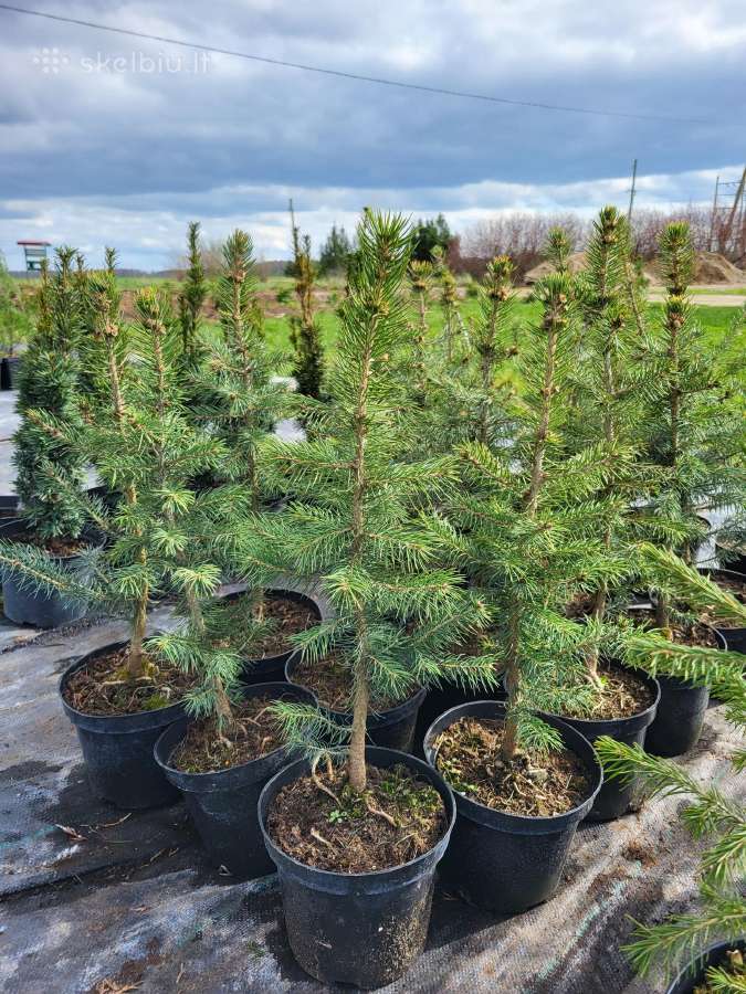Tujos Smaragd, Brabant ir kt. spygliuočiai - nuotraukos Nr. 37