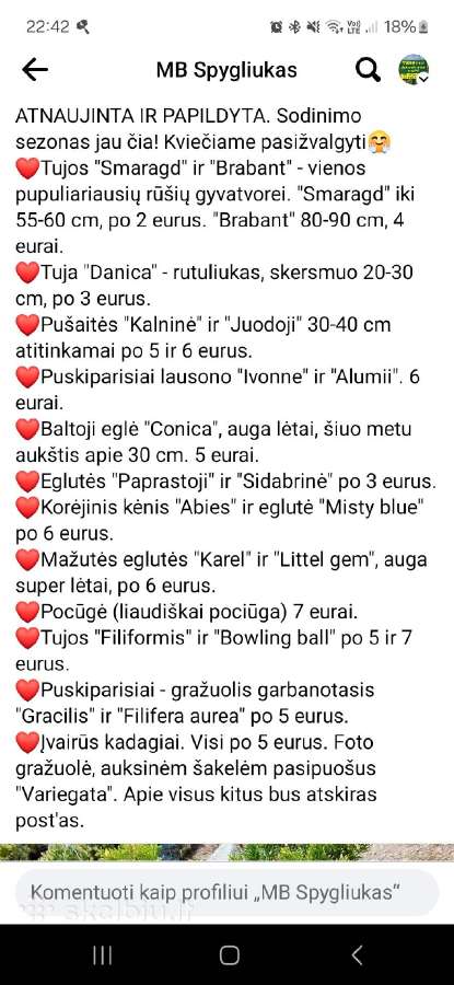 Tujos Smaragd, Brabant ir kt. spygliuočiai - nuotraukos Nr. 38