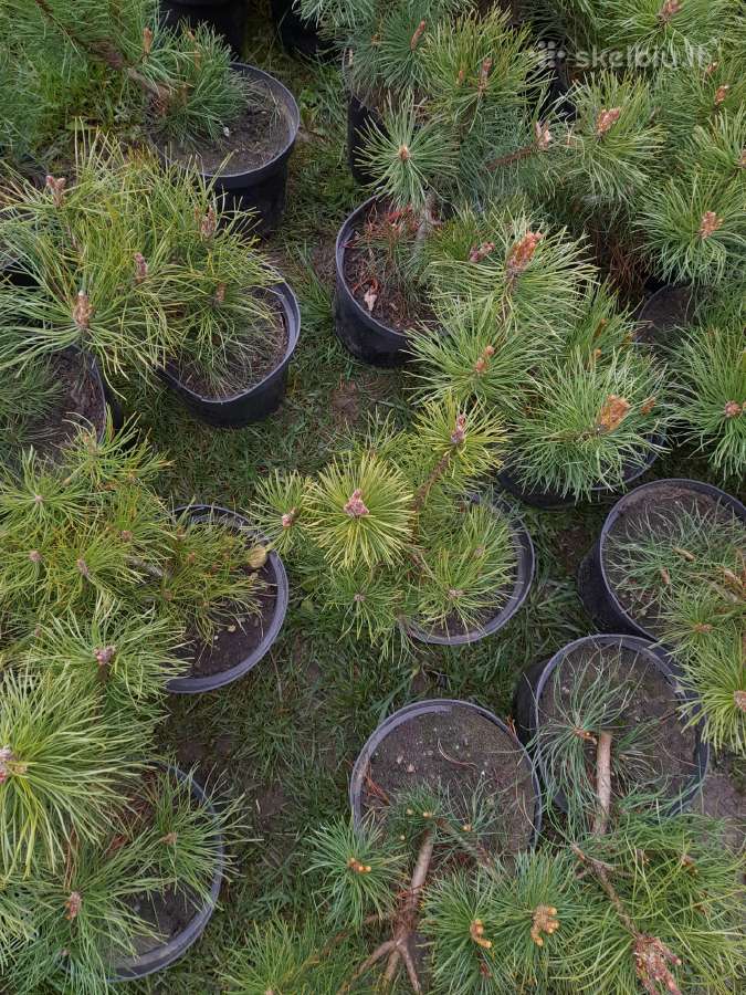 Gudobelės ir kiti nelepūs gyvatvoriniai augalai - nuotraukos Nr. 34