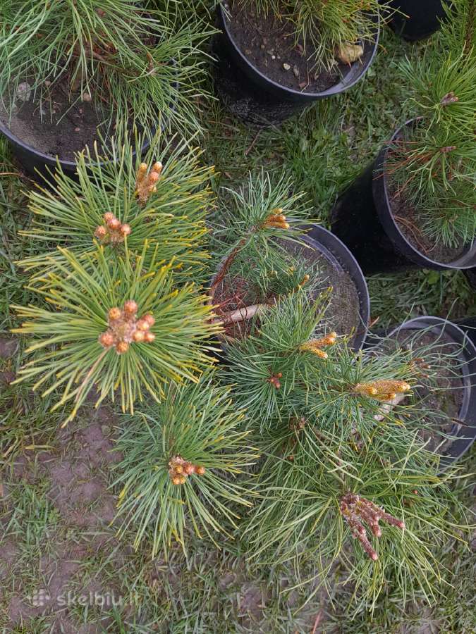 Gudobelės ir kiti nelepūs gyvatvoriniai augalai - nuotraukos Nr. 21
